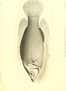 n437_w1150