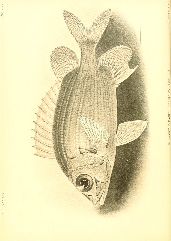 n255_w1150