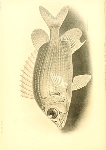 n255_w1150
