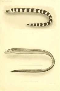 n158_w1150
