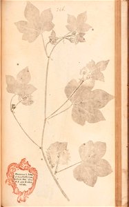 n516_w1150