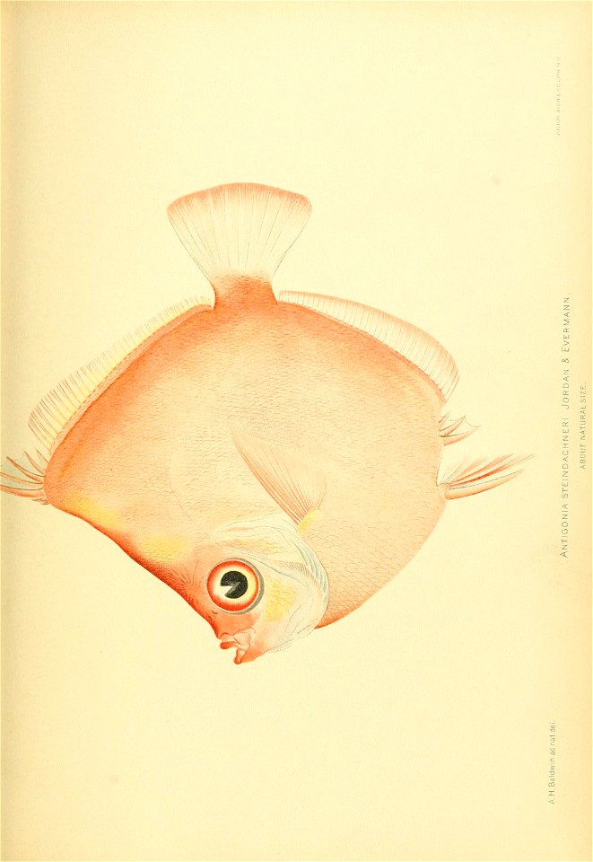 n828_w1150