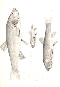n774_w1150
