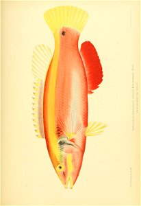 n788_w1150