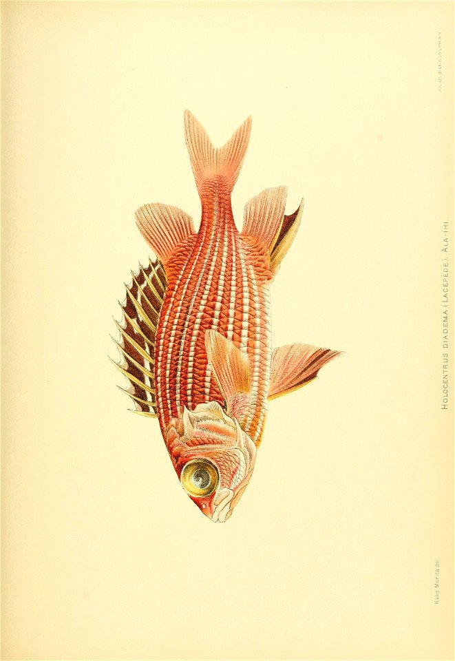 n758_w1150