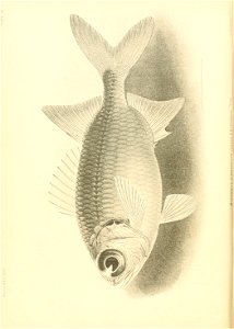 n237_w1150