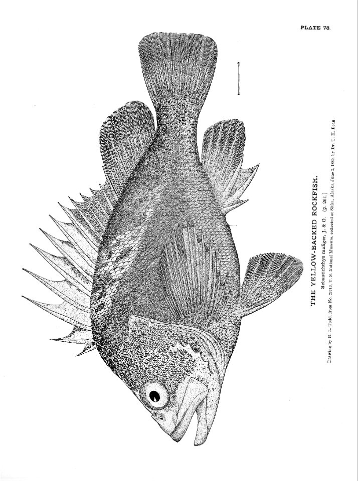 n187_w1150