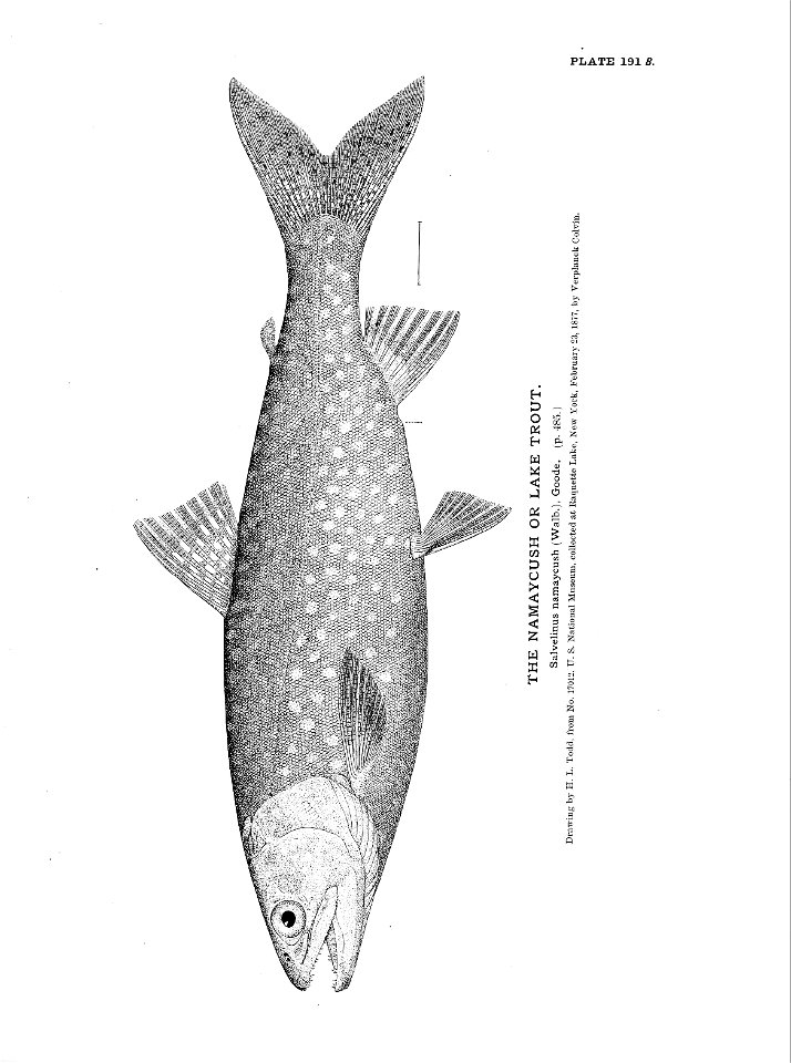n425_w1150