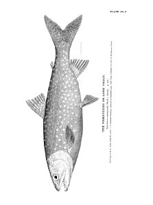 n425_w1150