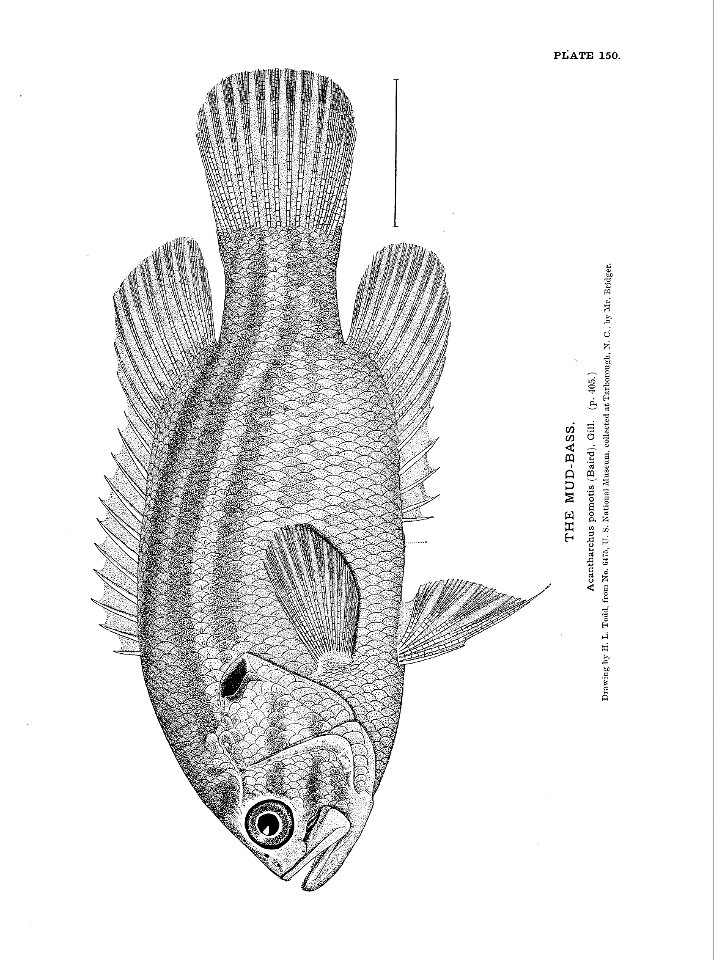 n335_w1150