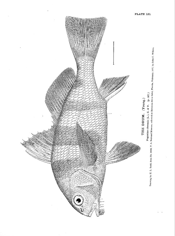 n275_w1150