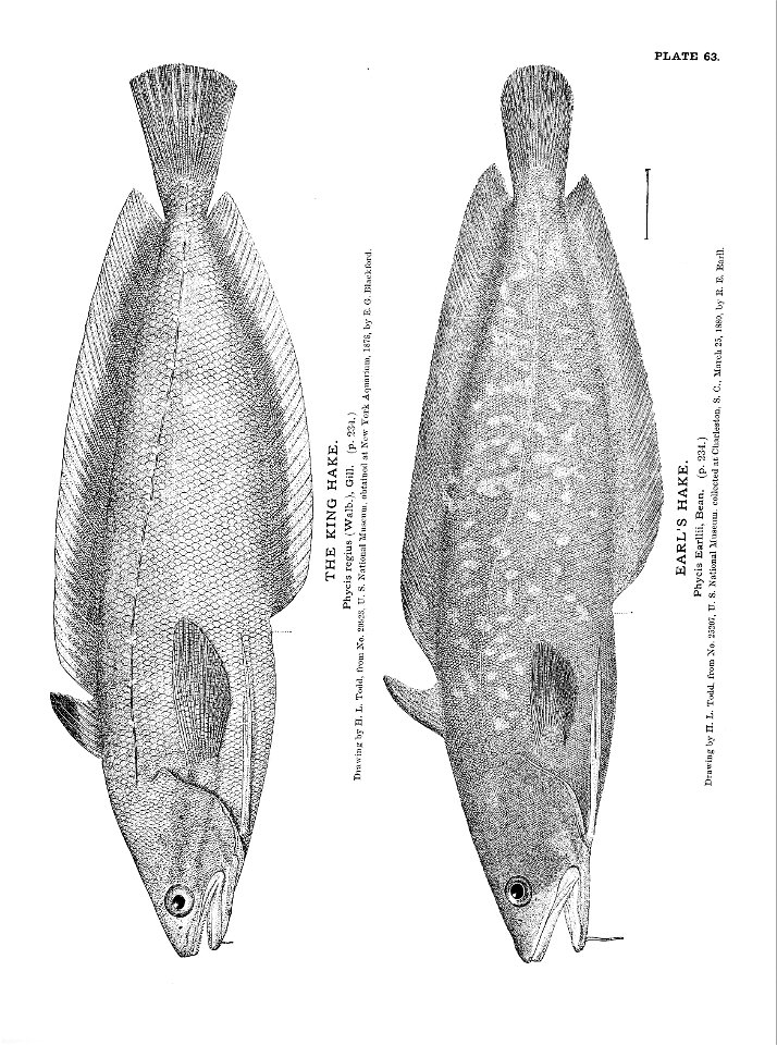 n153_w1150