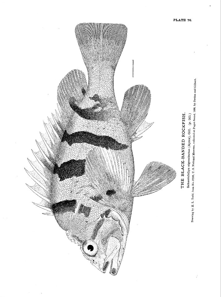 n183_w1150