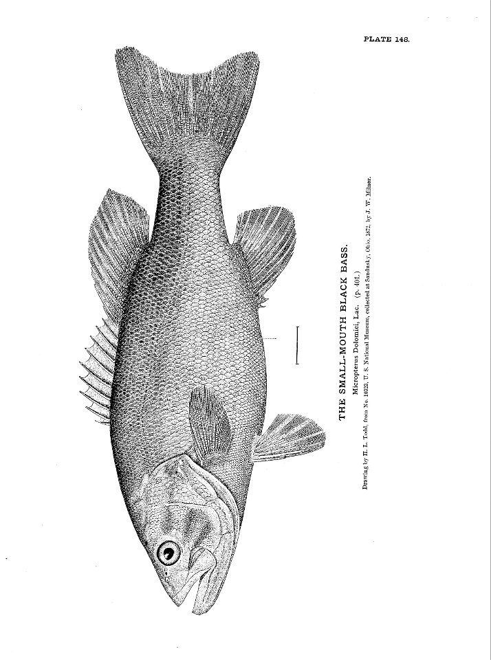n331_w1150
