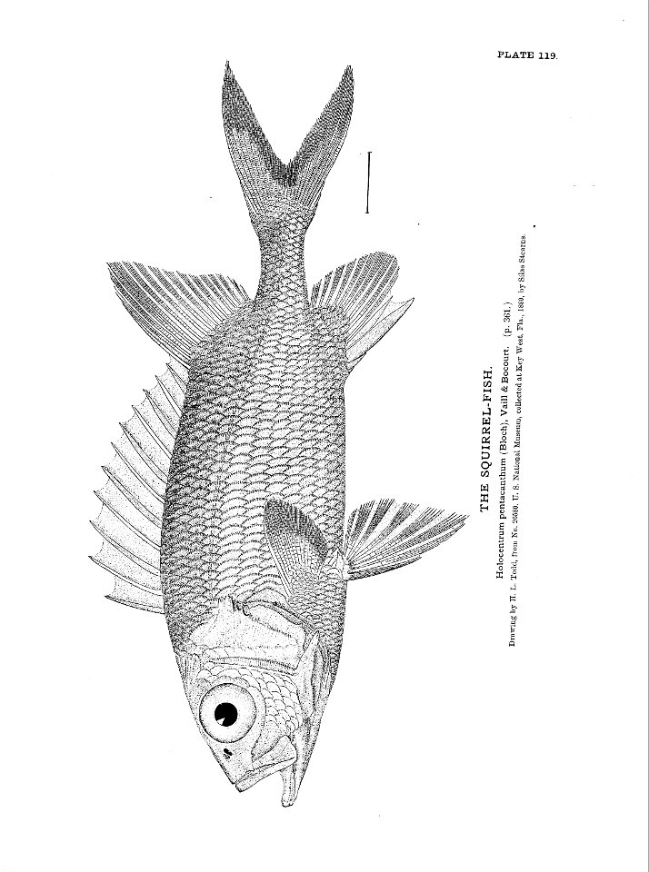 n271_w1150