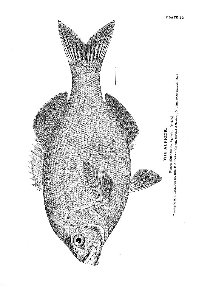 n209_w1150