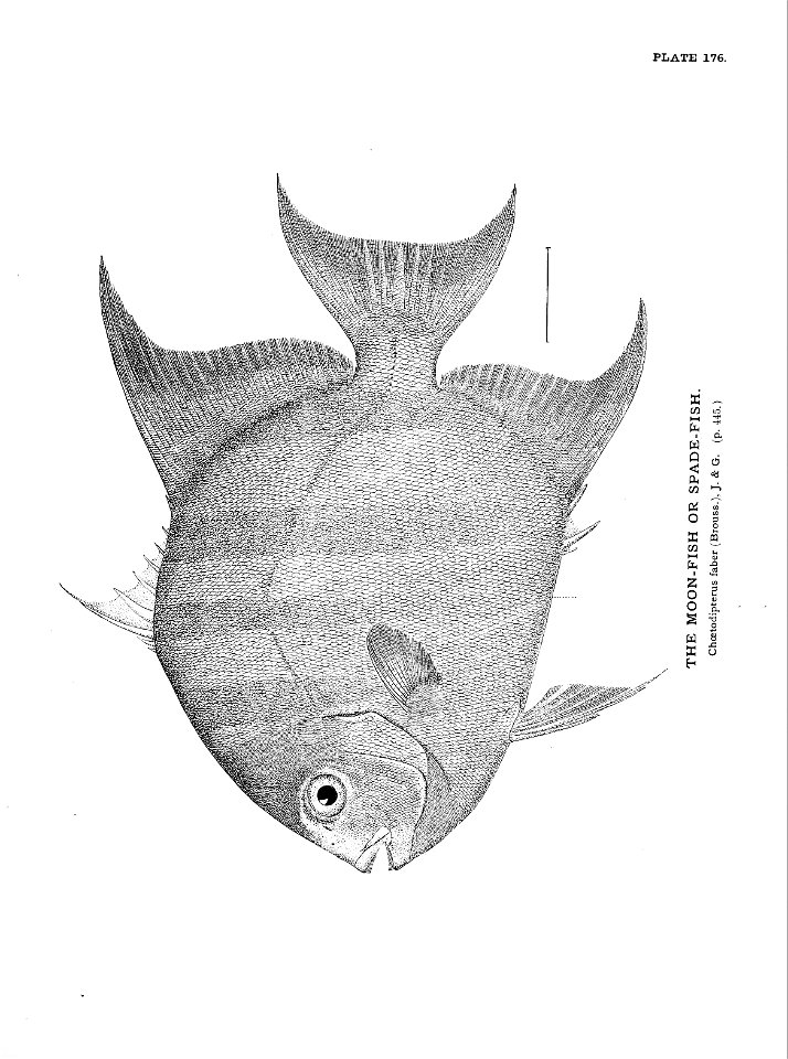 n387_w1150