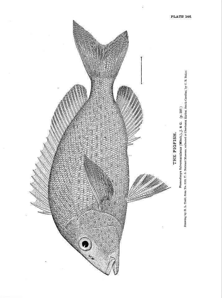 n327_w1150