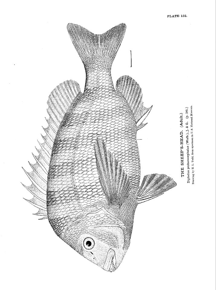n297_w1150