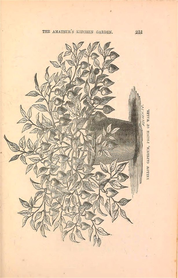 n252_w1150