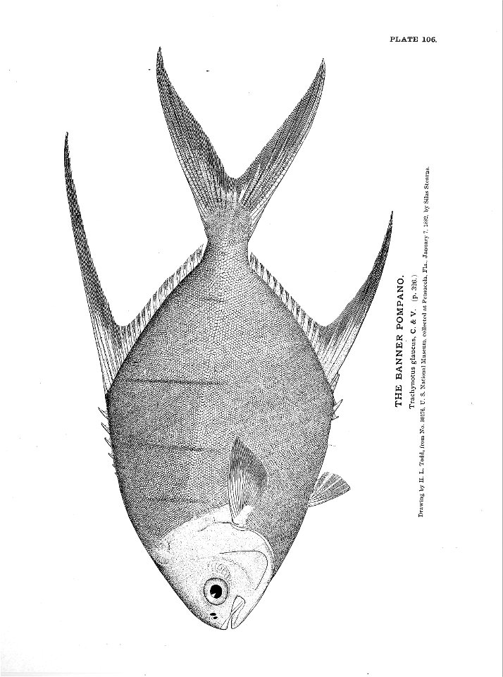 n245_w1150