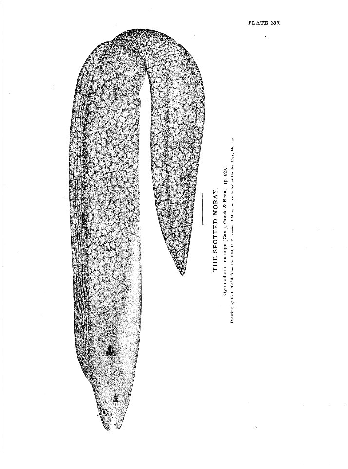 n529_w1150