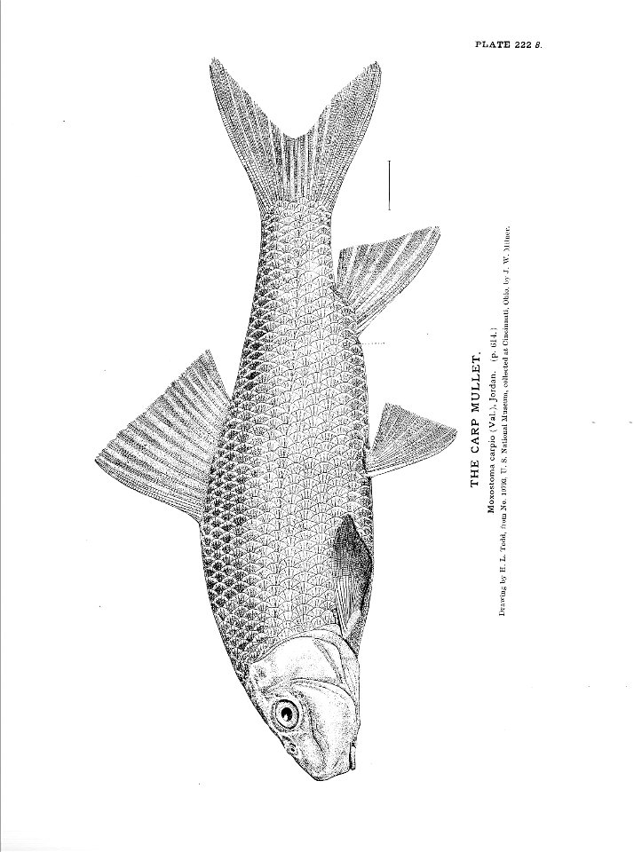 n499_w1150