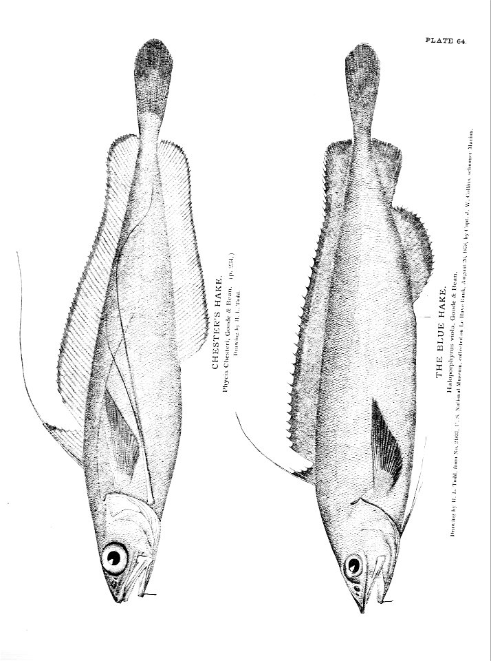 n155_w1150