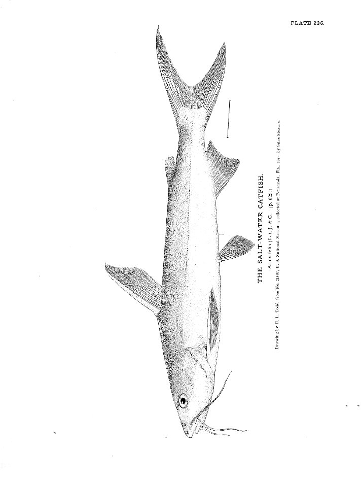 n527_w1150