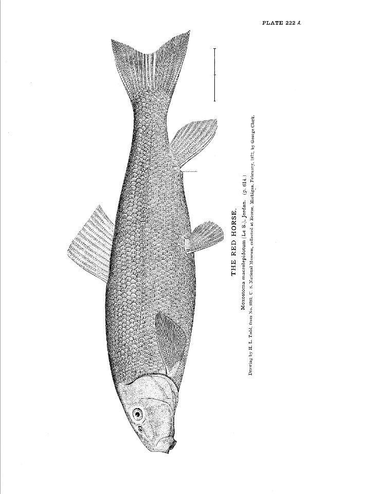 n497_w1150