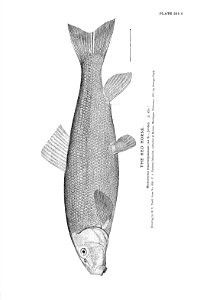 n497_w1150