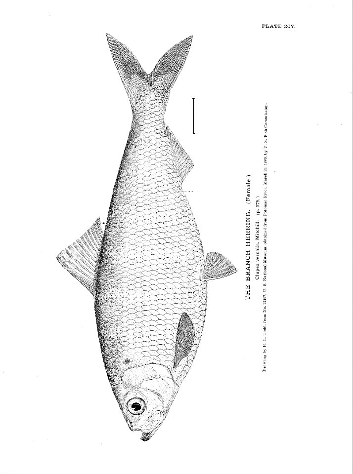 n461_w1150