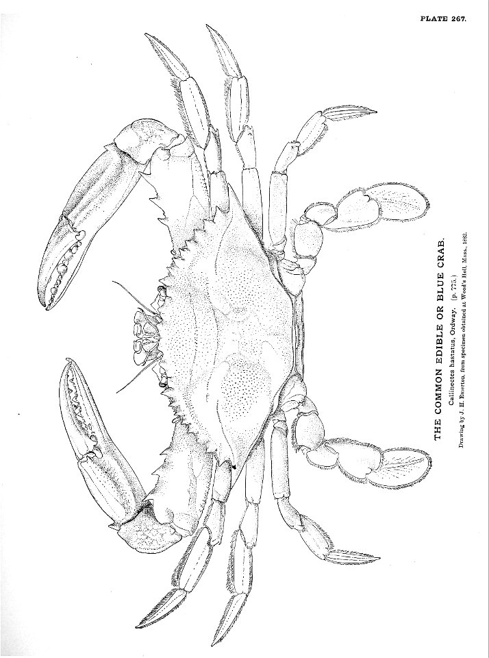 n591_w1150