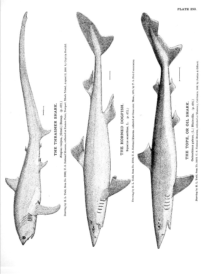 n555_w1150