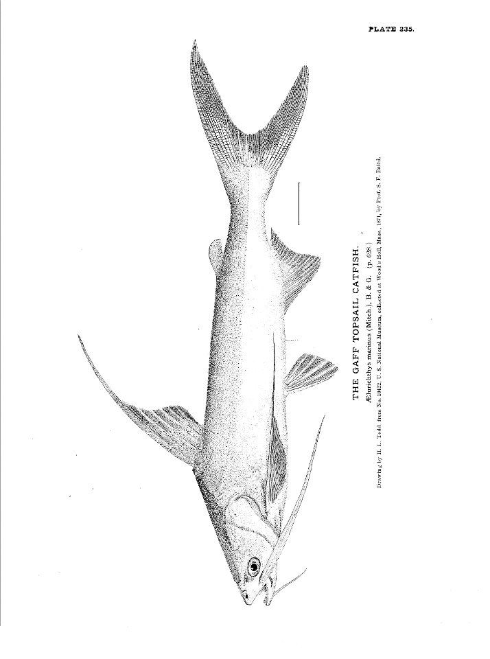 n525_w1150