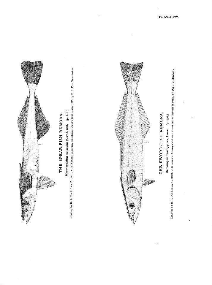 n389_w1150