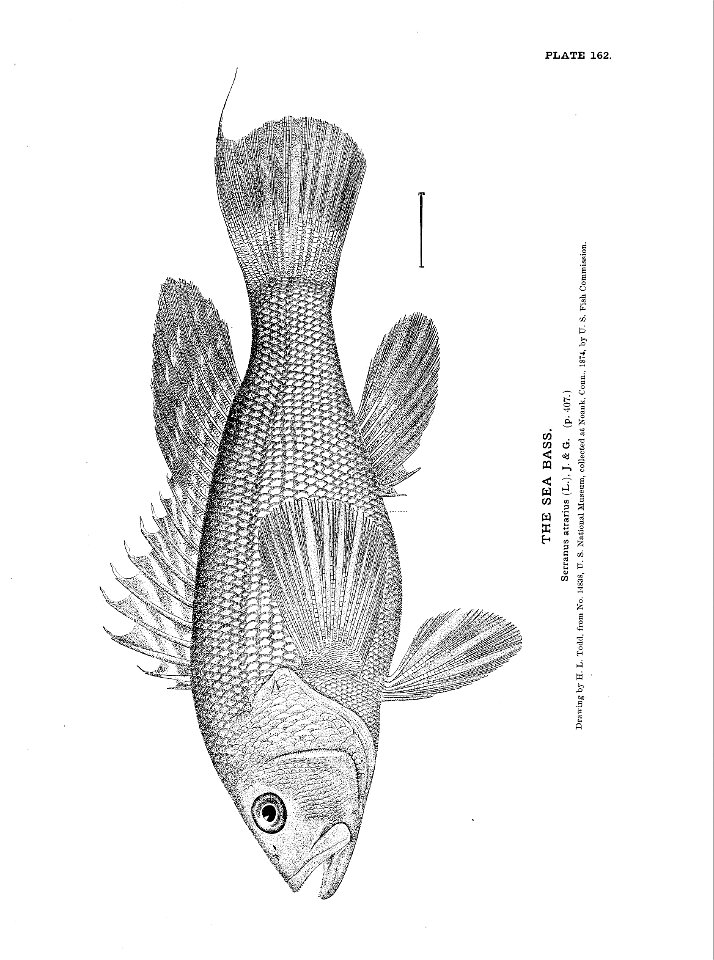 n359_w1150