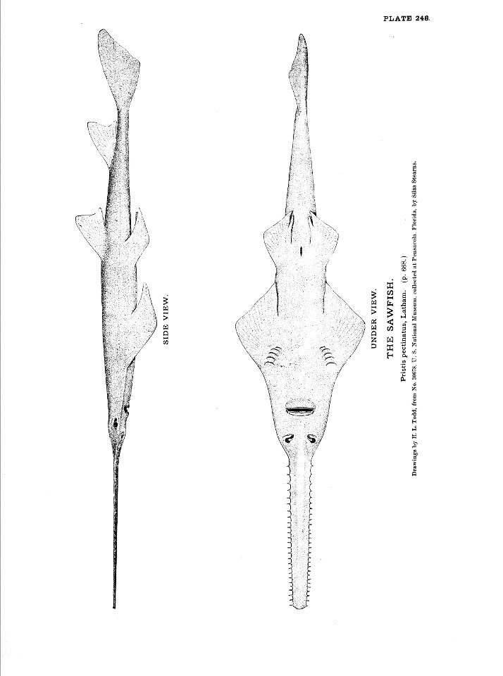 n551_w1150