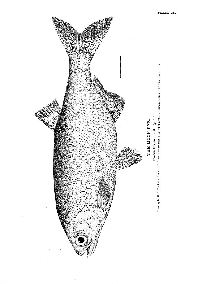 n491_w1150