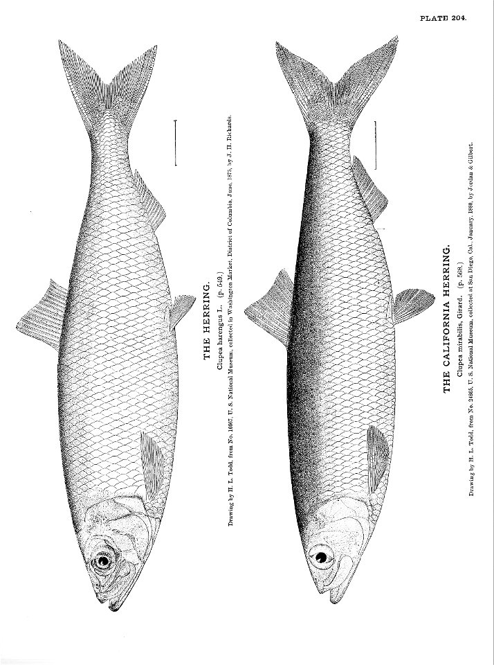 n455_w1150