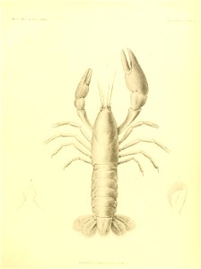 n118_w1150