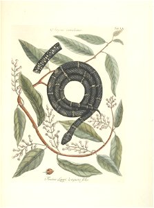 n51_w1150