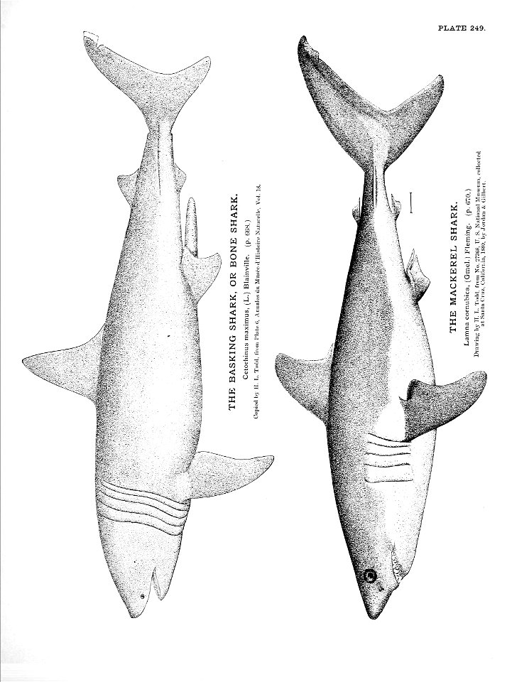 n553_w1150