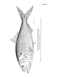 n457_w1150