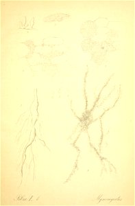 n12_w1150