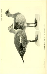 n587_w1150