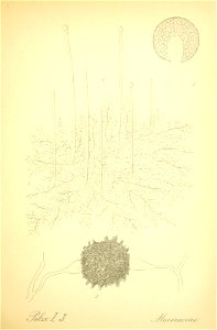 n258_w1150
