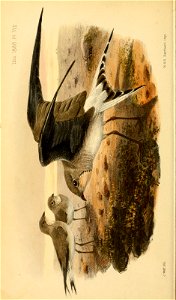 n565_w1150