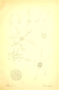 n336_w1150