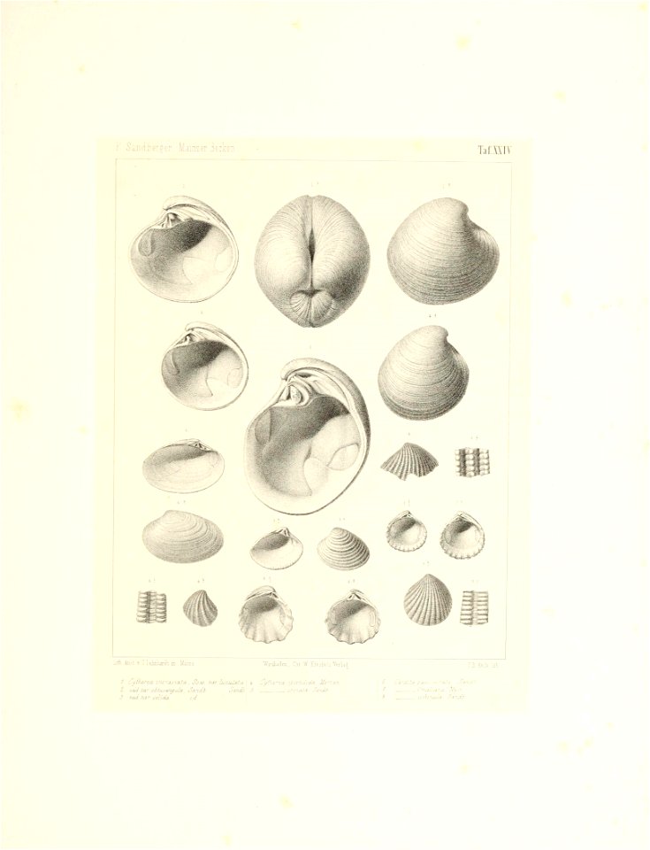 n54_w1150
